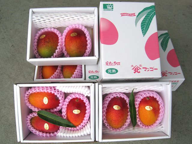 完熟アップルマンゴー（とさおとめマンゴー）：完全予約制で熟れた実から順番にお届けします！ギフト通販ショッピング高知オレンジハートのくだもの屋