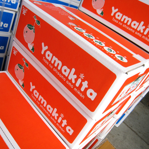 5kgSサイズの上級品の見本