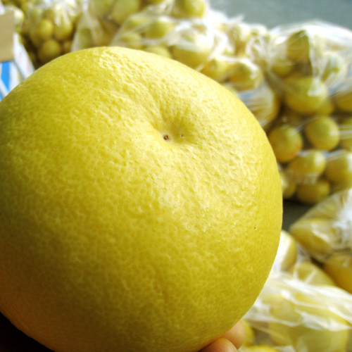 露地もの　土佐文旦