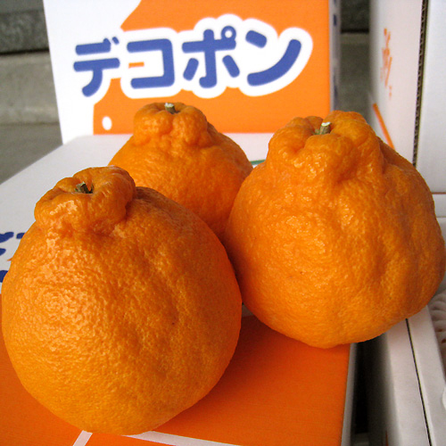 山北産 デコポン（熊本認可）