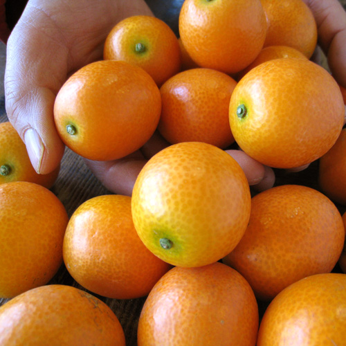 山北産 甘きんかん（温室）
