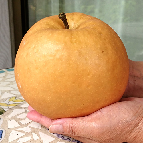 新高梨（にいたか）