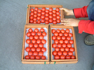 フルーツトマトの箱入り1