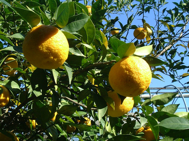 熟れた柚子（黄）の木